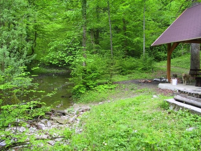 Poribljavanje 2005- Kuželjska belica - foto povečava