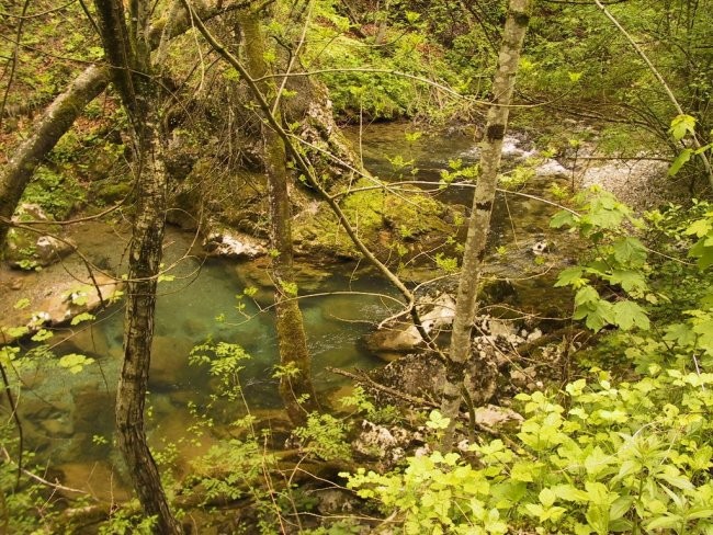 Poribljavanje 2005- Kuželjska belica - foto povečava