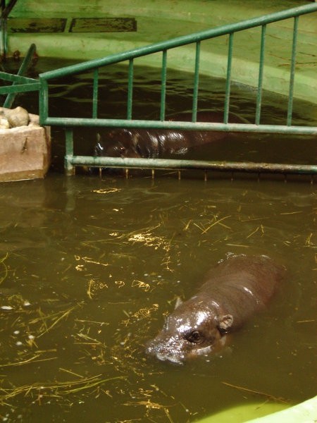 ZOO Zagreb - foto povečava