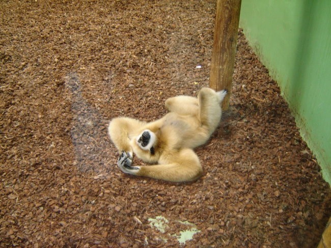 ZOO Zagreb - foto povečava