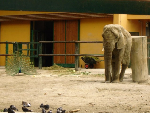 ZOO Zagreb - foto