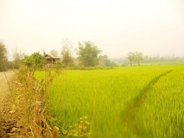 Polje posebne vrste riža, t.i. sticky rice. Uživa se ga tako, da ga med prsti desne roke o
