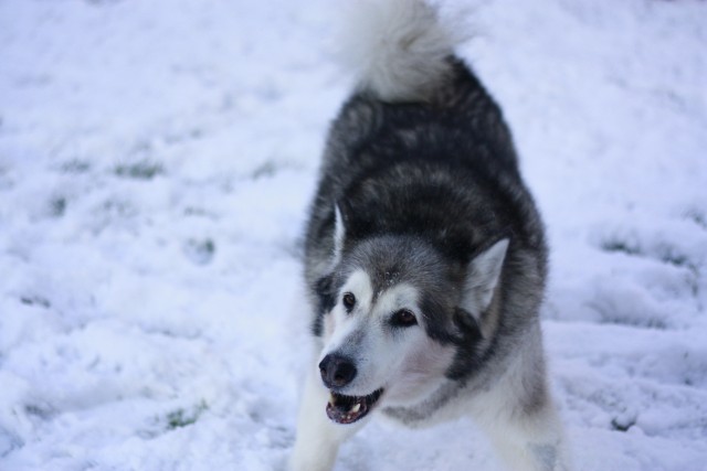 Nome - foto
