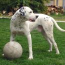 Kljub temu da je dalmatinc, se mu košarka bolj dopade kot fuzbal :P