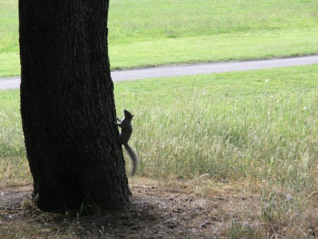 Veverica v kampusu