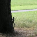 veverica v kampusu