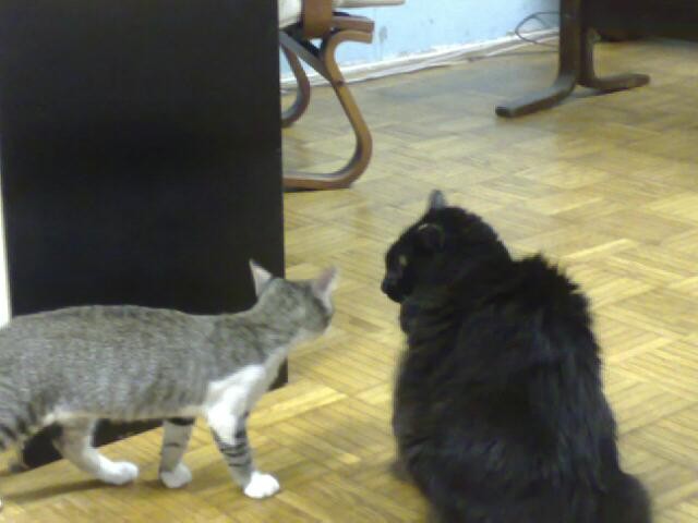 Pez in Knedl - foto povečava