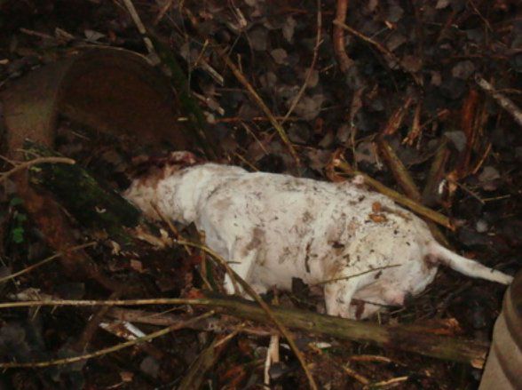 Istrski gonic - foto povečava