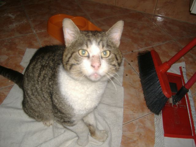 Buc - foto povečava