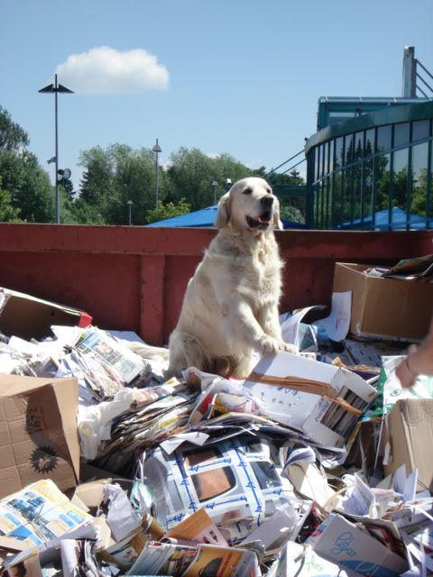 Zbiranje papirja jun10 - foto povečava