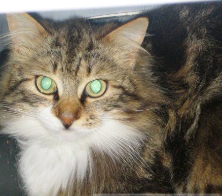 Apple - foto povečava