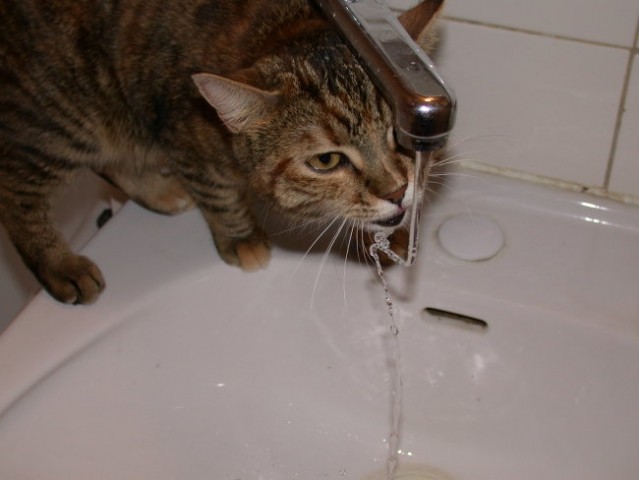 Vodne radosti normalne hišne mačice :)