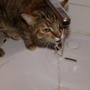 Vodne radosti normalne hišne mačice :)