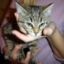 Muca Bučka išče nov dom! Maja - 040 466 876, maja.kos.email@gmail.com