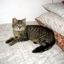 Muca Bučka išče nov dom! Maja - 040 466 876, maja.kos.email@gmail.com