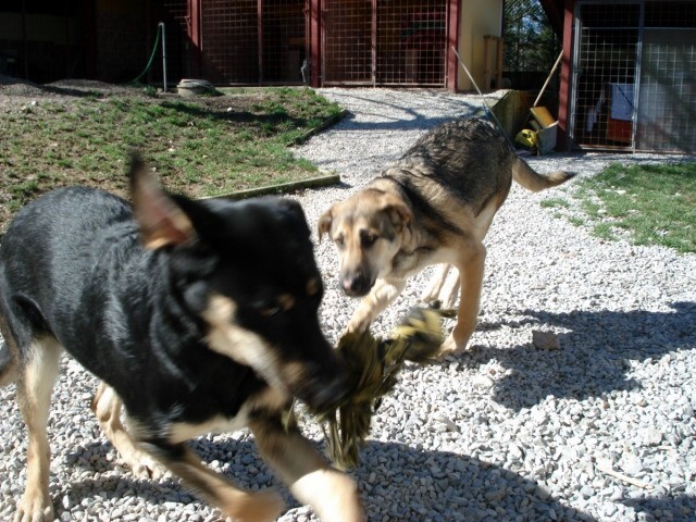 Zavetišče Horjul (www.zavetisce-horjul.net) - foto