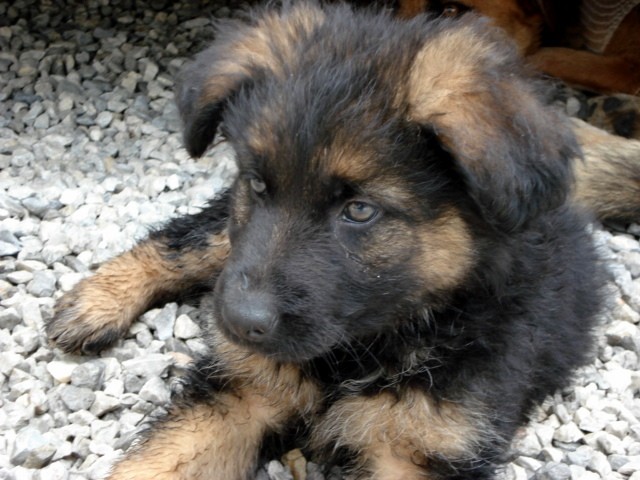 Zavetišče Horjul (www.zavetisce-horjul.net) - foto