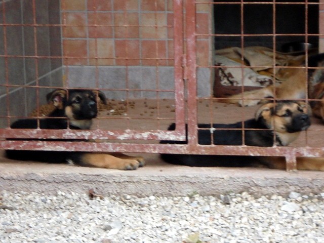 Zavetišče Horjul (www.zavetisce-horjul.net) - foto