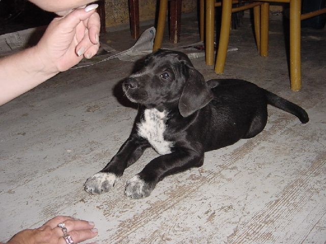 Mali, nežni in crkljivi psiček išče nov dom. Star 2 meseca.041/386-638
ODDAN!
