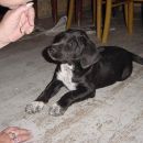 Mali, nežni in crkljivi psiček išče nov dom. Star 2 meseca.041/386-638
ODDAN!
