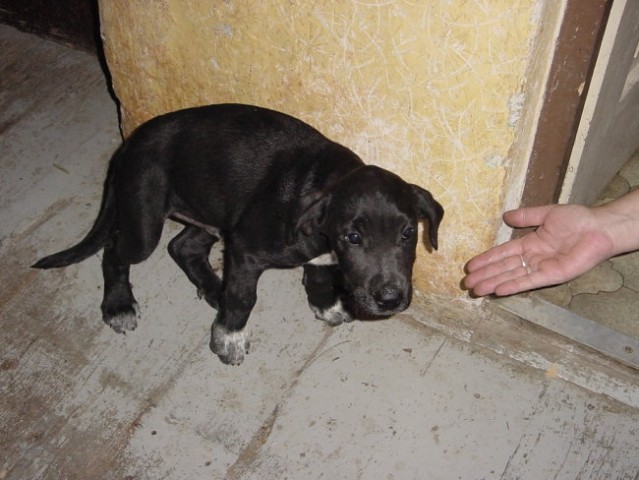 Mali, nežni in crkljivi psiček išče nov dom. Star 2 meseca.041/386-638
ODDAN!
