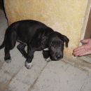 Mali, nežni in crkljivi psiček išče nov dom. Star 2 meseca.041/386-638
ODDAN!

