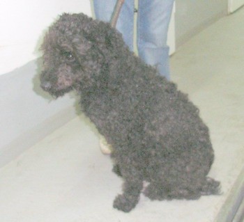 nujno išče dom. Kontakt: 03 7490600  GSM: 041 725 123 
MAIL: save_all_dogs@yahoo.com