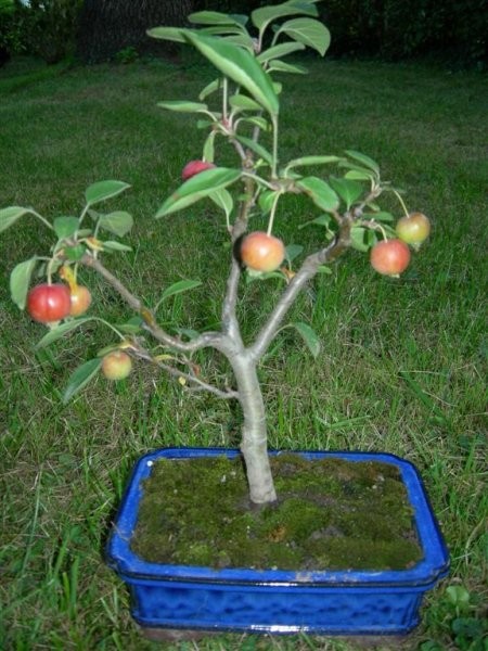 Bonsai - foto povečava