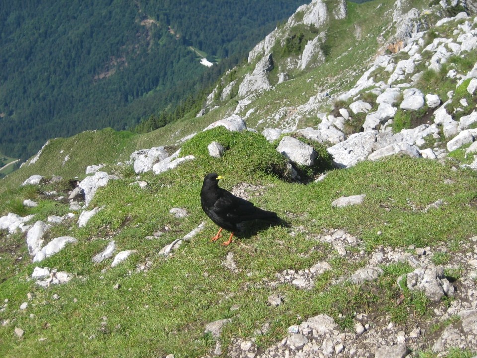 Begunjščica, 18. junij 2009 - foto povečava