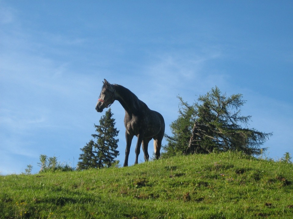 Mlad konj, ki naju je pozdravil na Prevali.