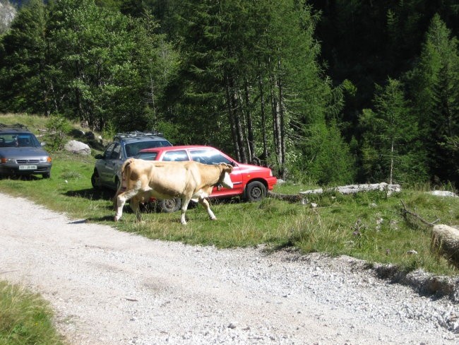 Krave so v okolici Vršiča vsakdanji pojav.