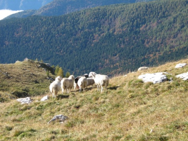 Ovce imajo še veliko prostora za pašo.