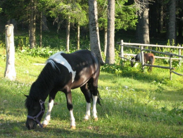 Tale se mi je pustil celo pobožati.