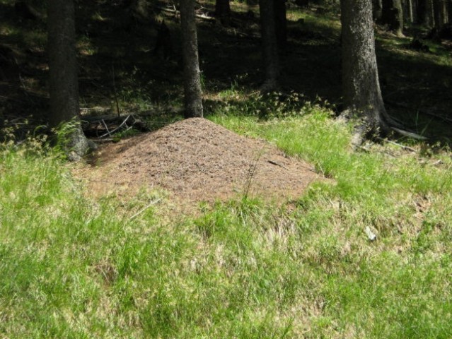 Na Pohorju so številna zelo velika mravljišča.