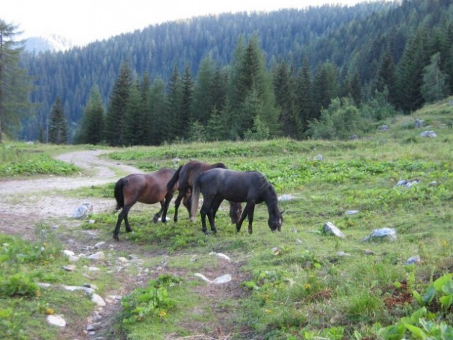Konji se pasejo na Grohatu.