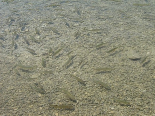 Ribice pri obali Bohinjskega jezera. Čakajo na hrano.