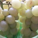 belo namizno grozdje