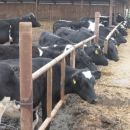 OSIJEK FARMA SALAŠ I SAJAM PAMPAS 2008