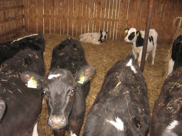 OSIJEK FARMA SALAŠ I SAJAM PAMPAS 2008 - foto