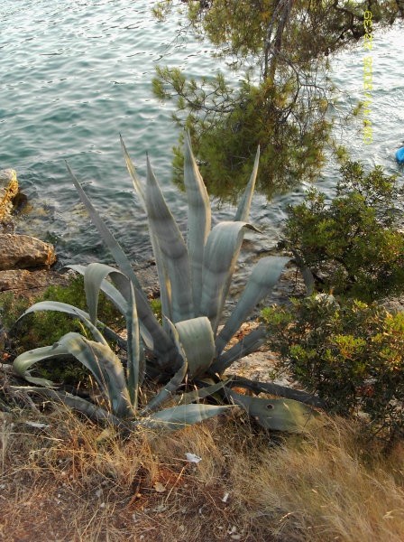 BRAČ (narava) - foto