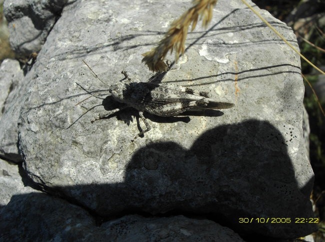 BRAČ (narava) - foto povečava