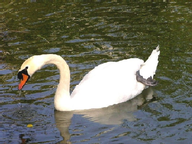 Sejbo - foto povečava