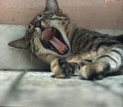 Gizmo in macke - foto povečava