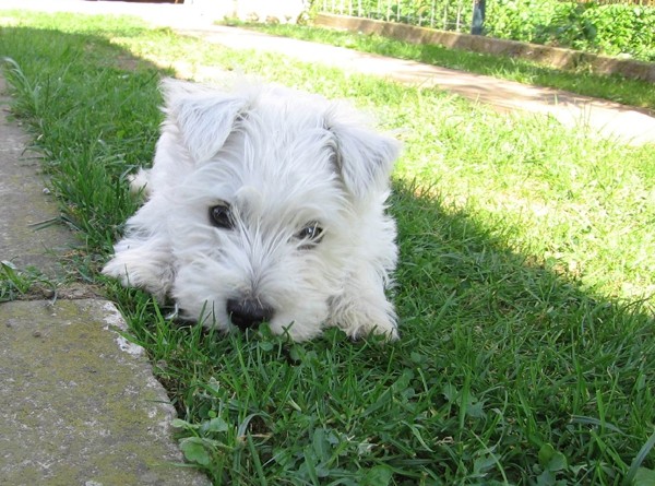 Westie - foto