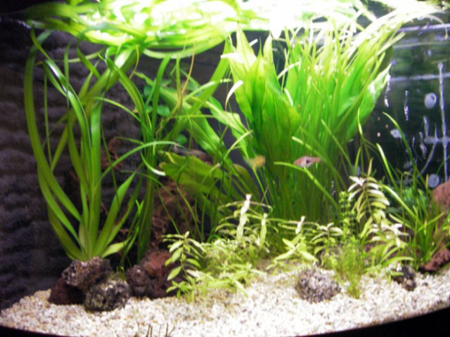 Akvarij - foto