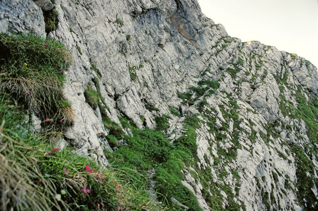 Strme trave na Zahodni poti