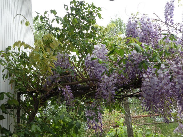 Glicinija - foto