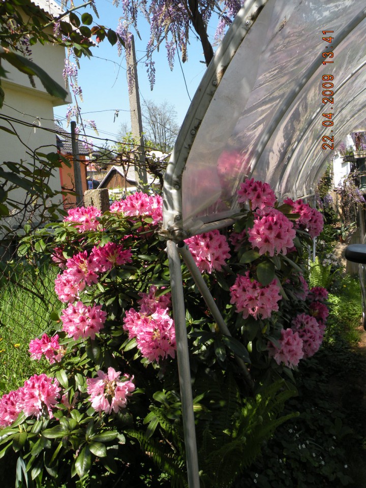 Rododendrom - foto povečava