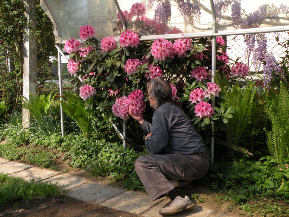 Rododendrom - foto povečava