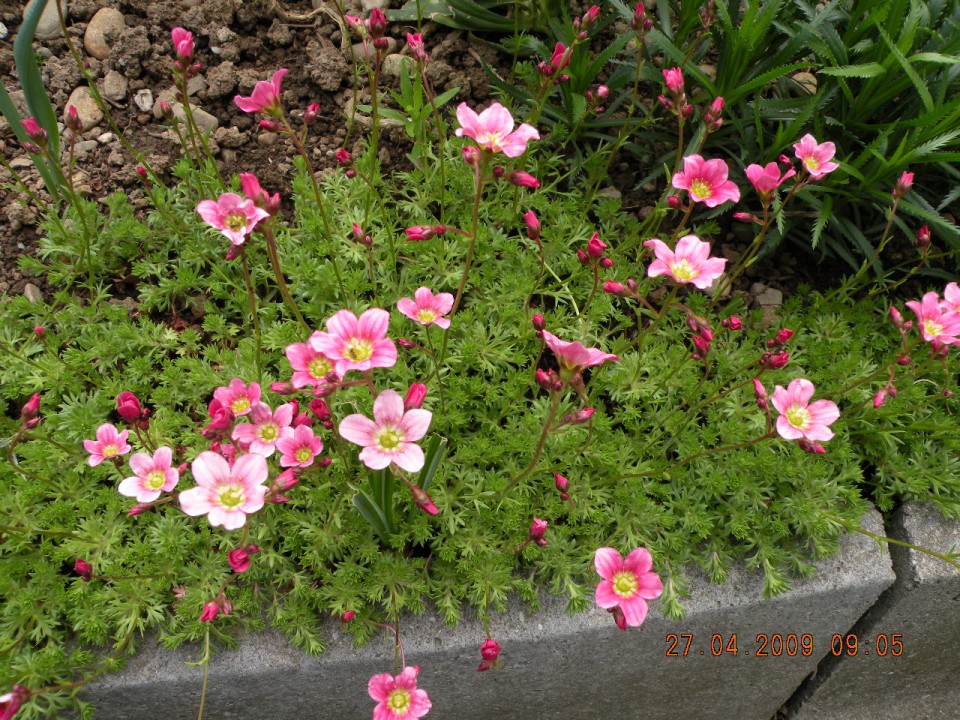 Razne cvetlice - foto povečava